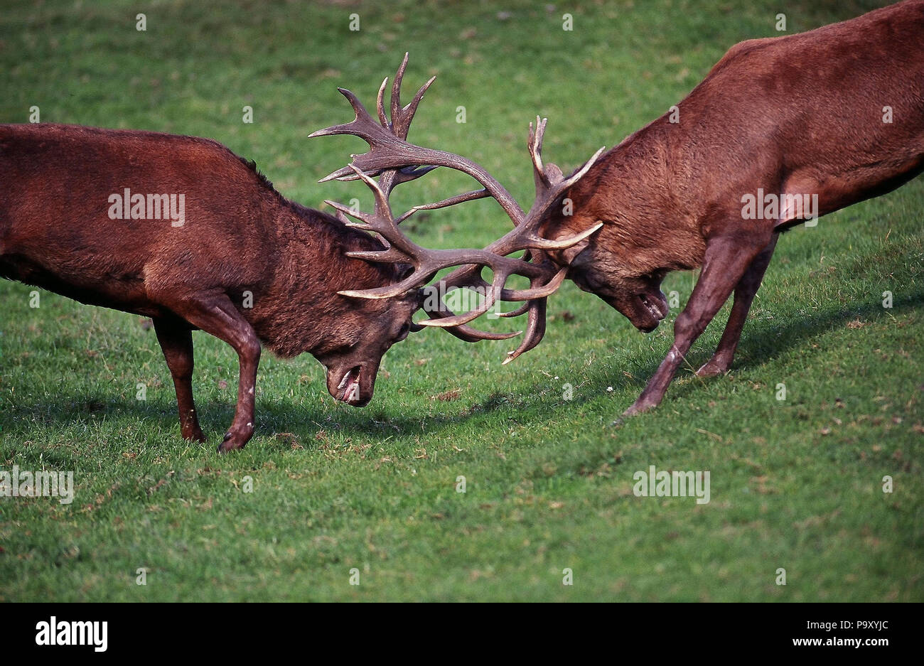 Red Deer - Lotta - Cervus elaphus Cerf élaphe - combattimento Foto Stock