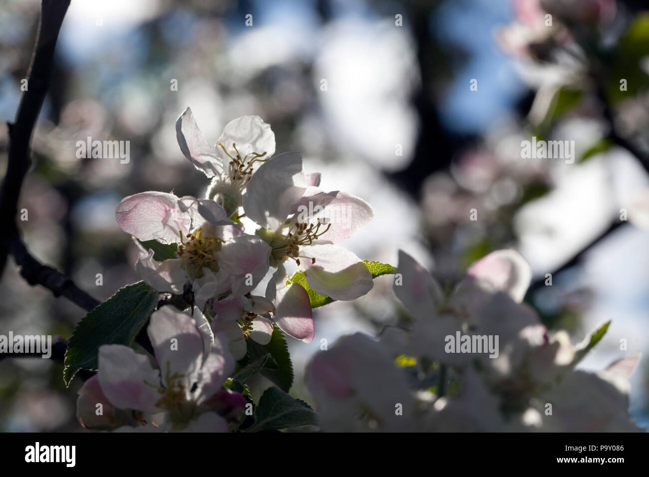 Fiori di colore bianco con una rosa e rosso ombra di una fioritura di melo in primavera, giardino di frutta Foto Stock