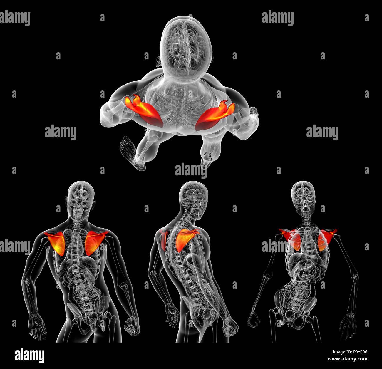 Rendering 3d Illustrazione medica dell umana scapola osso Foto Stock