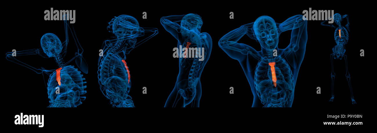 3D rendering illustrazione dello sterno Foto Stock