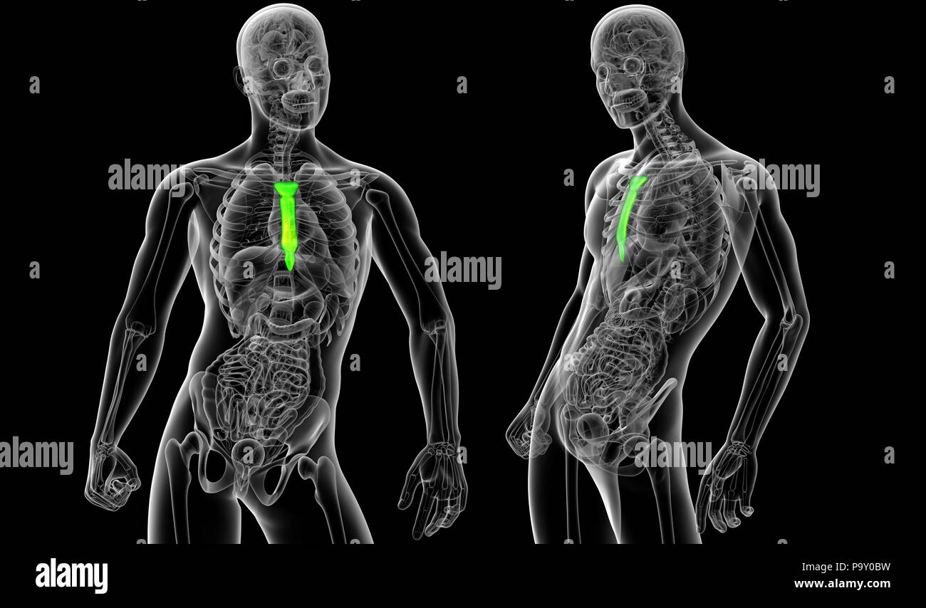 Rendering 3d Illustrazione medica dello sterno osso Foto Stock