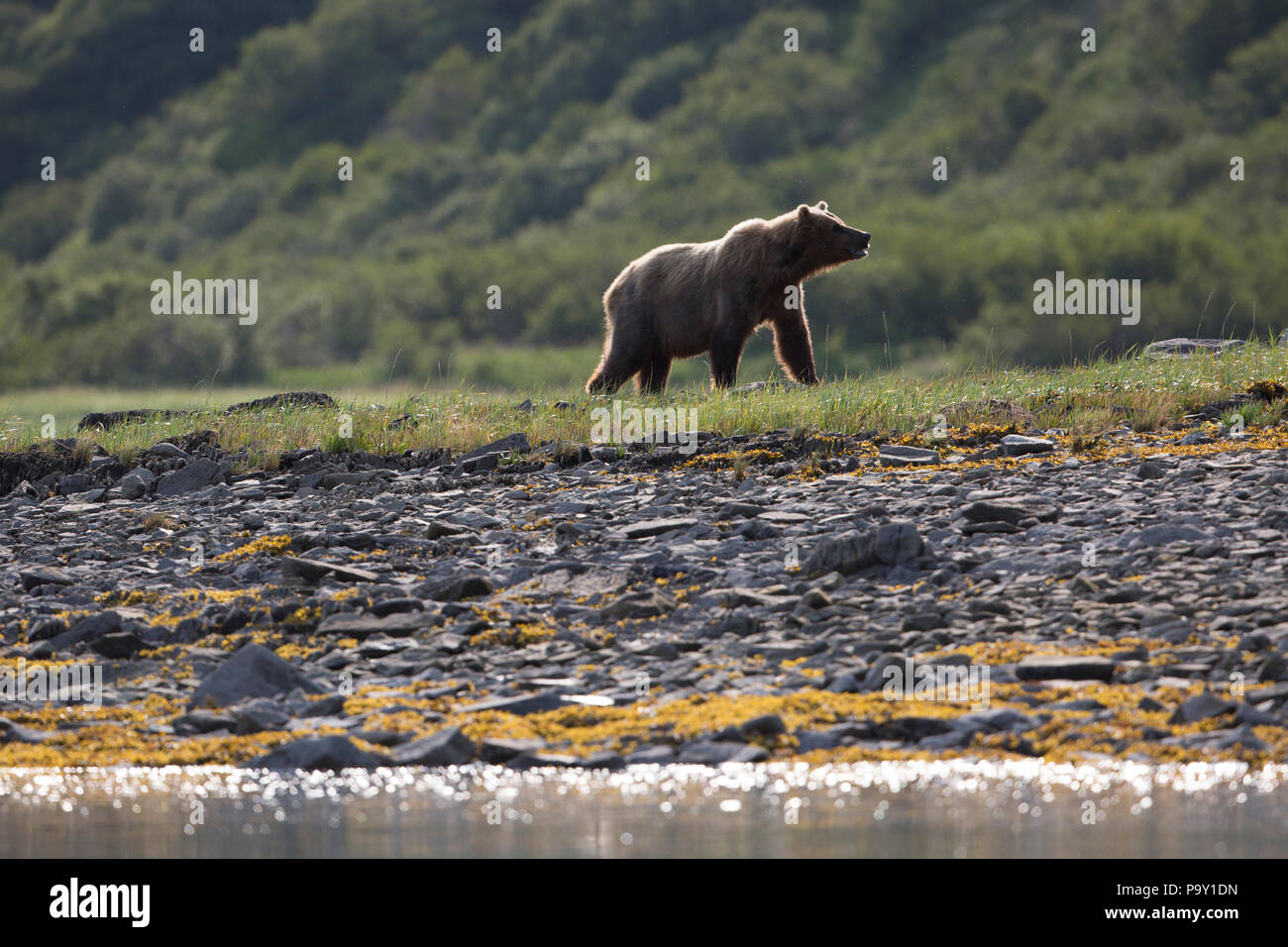 Alaskan orso bruno, Katmai National Park Foto Stock