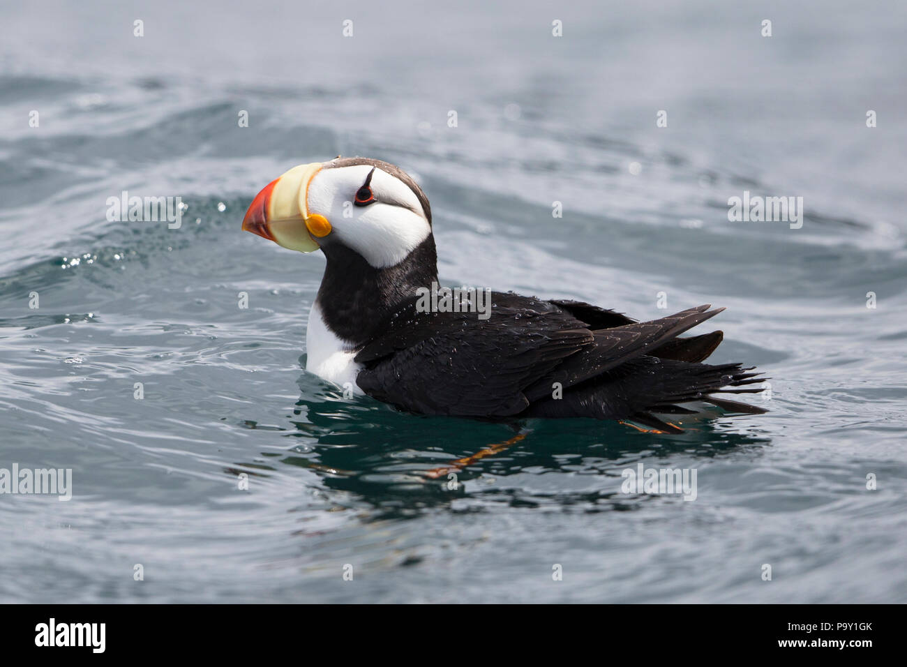 Cornuto Puffin (Fratercula corniculata) seduto sull'acqua Foto Stock