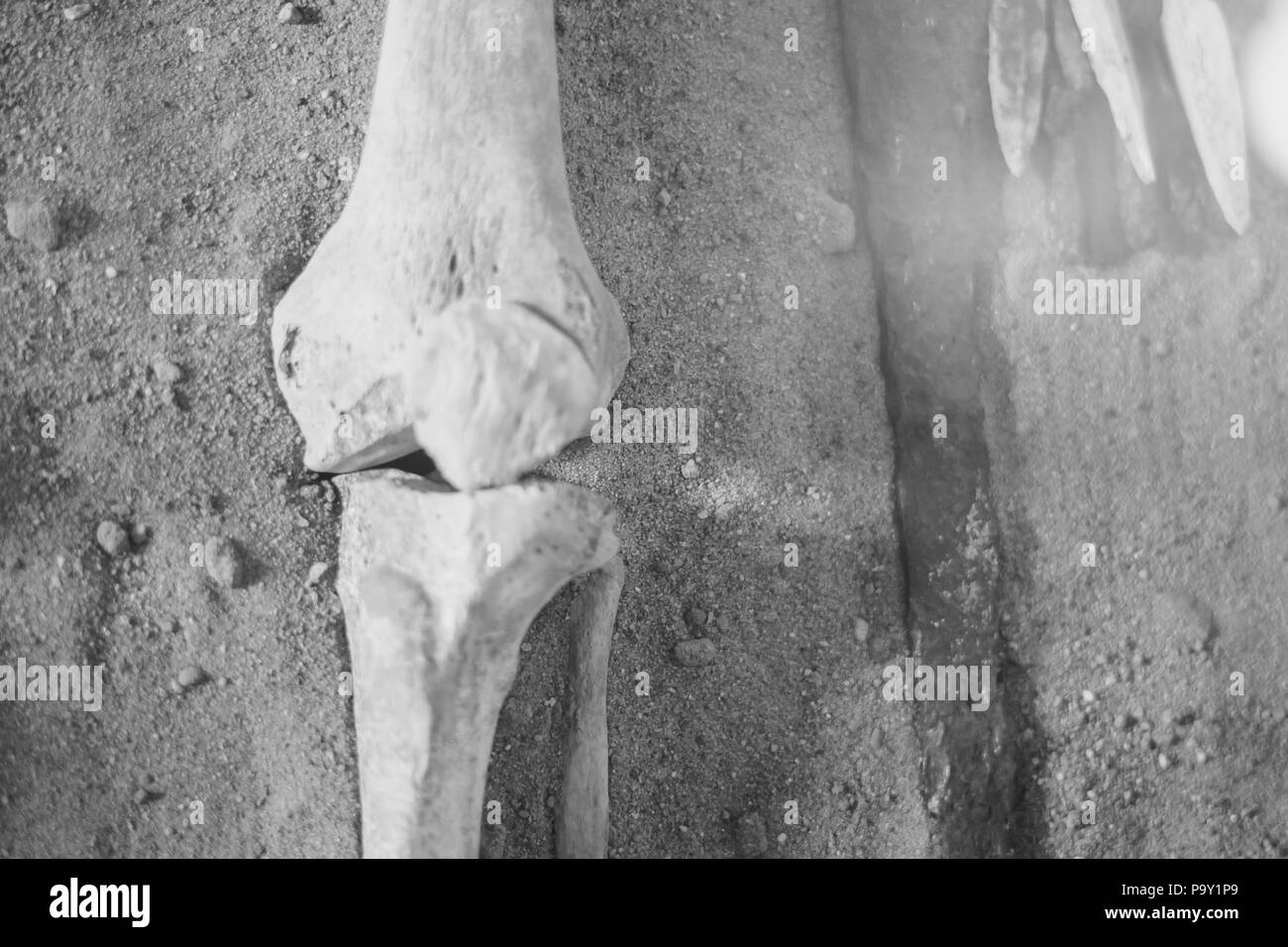 Scavi archeologici e trova le ossa di uno scheletro in una sepoltura umana , un dettaglio di antiche ricerca, preistoria. Foto Stock