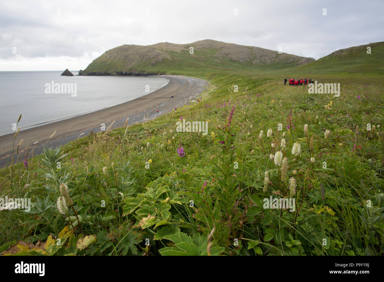 Isole Semidi costa, Alaska Foto Stock