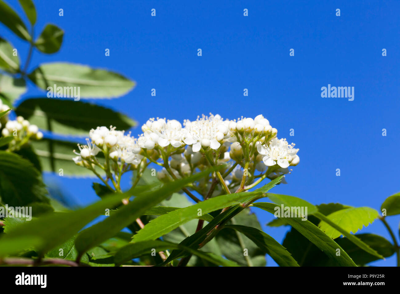 Arbusto con fogliame verde e fiori bianchi, alcuni di essi in boccioli chiuso, close-up contro un cielo blu in primavera Foto Stock