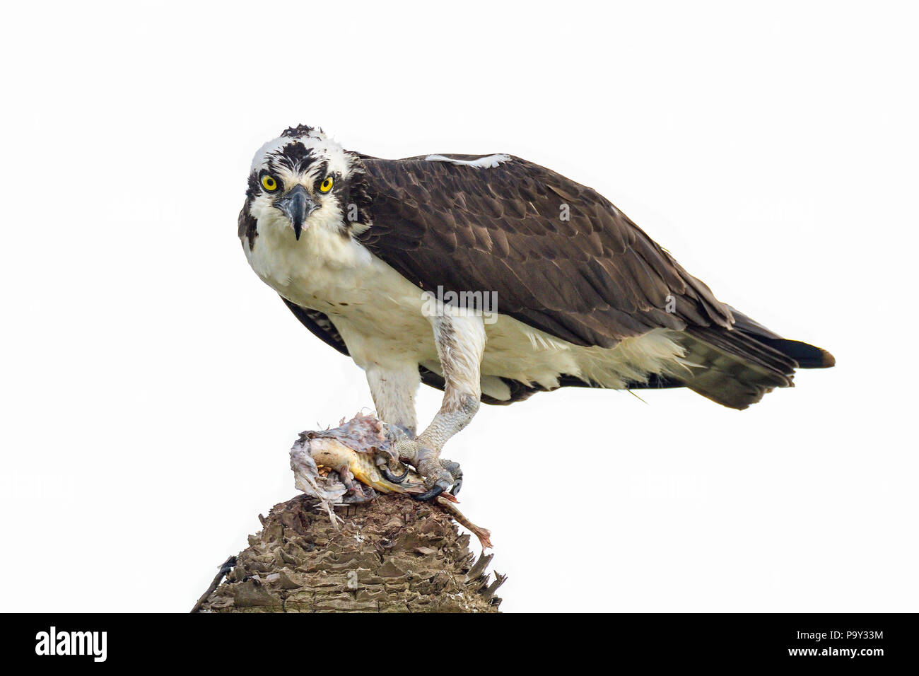 Osprey è guardare dritto negli occhi. Foto Stock