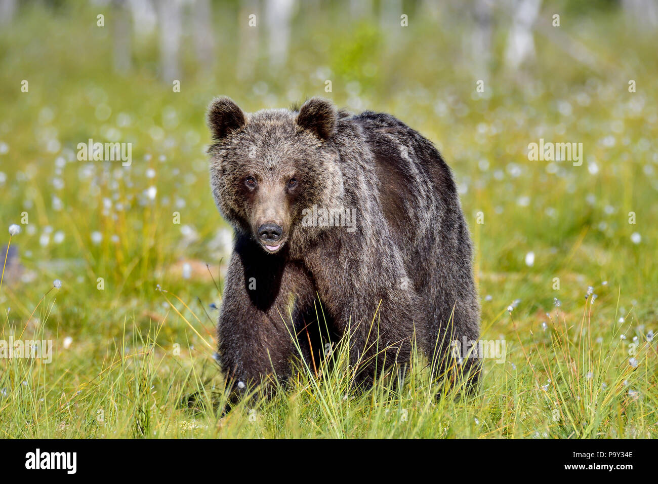 Giovani orso bruno presso la palude è molto curioso. Foto Stock