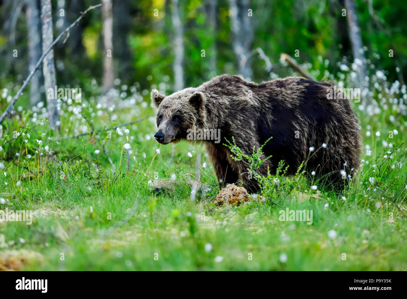 Orso bruno ha individuato qualcosa che prende tutta la sua attenzione. Foto Stock