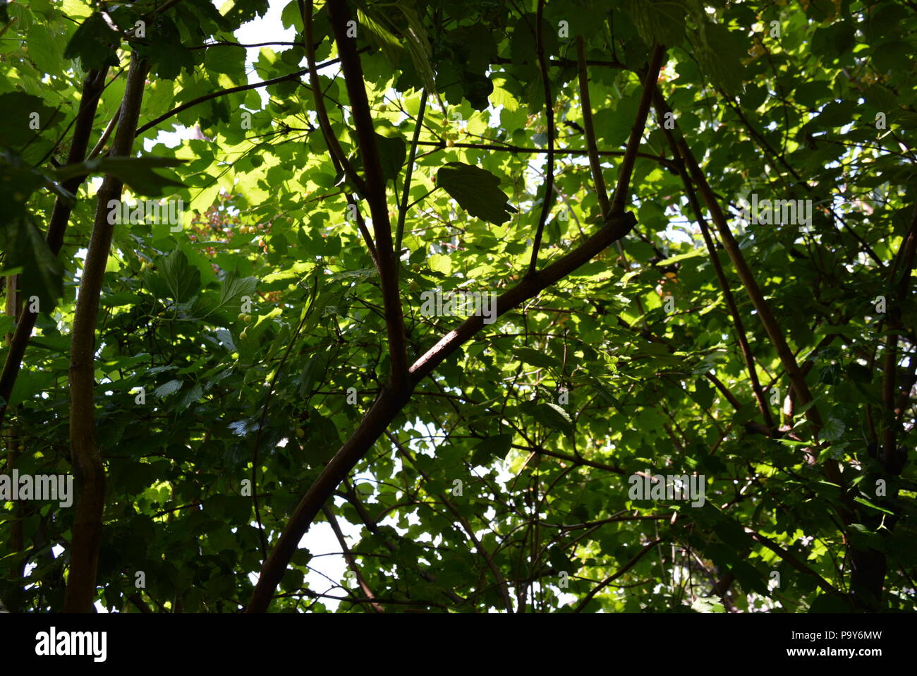 Sotto l'albero del viburnum, le foglie del viburnum brillano attraverso il sole e molti rami con foglie. Foto Stock