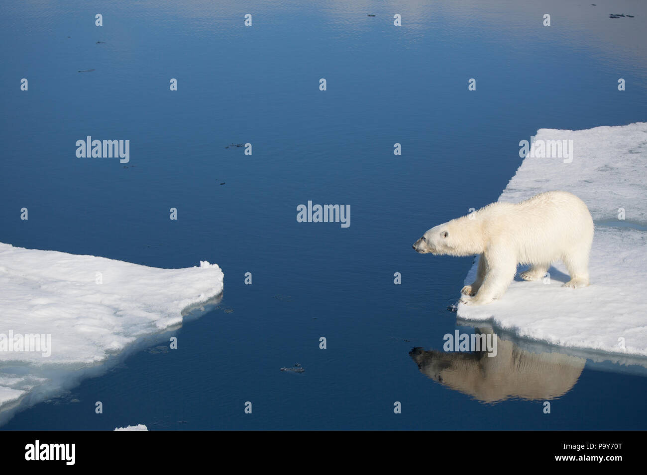 Orso polare camminando sulla congelati Oceano Artico vicino alle Isole Svalbard Foto Stock