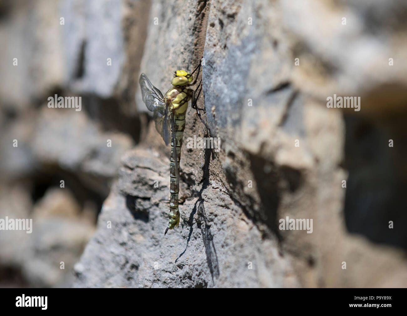 Dragonfly seduto su di una parete di pietra Foto Stock