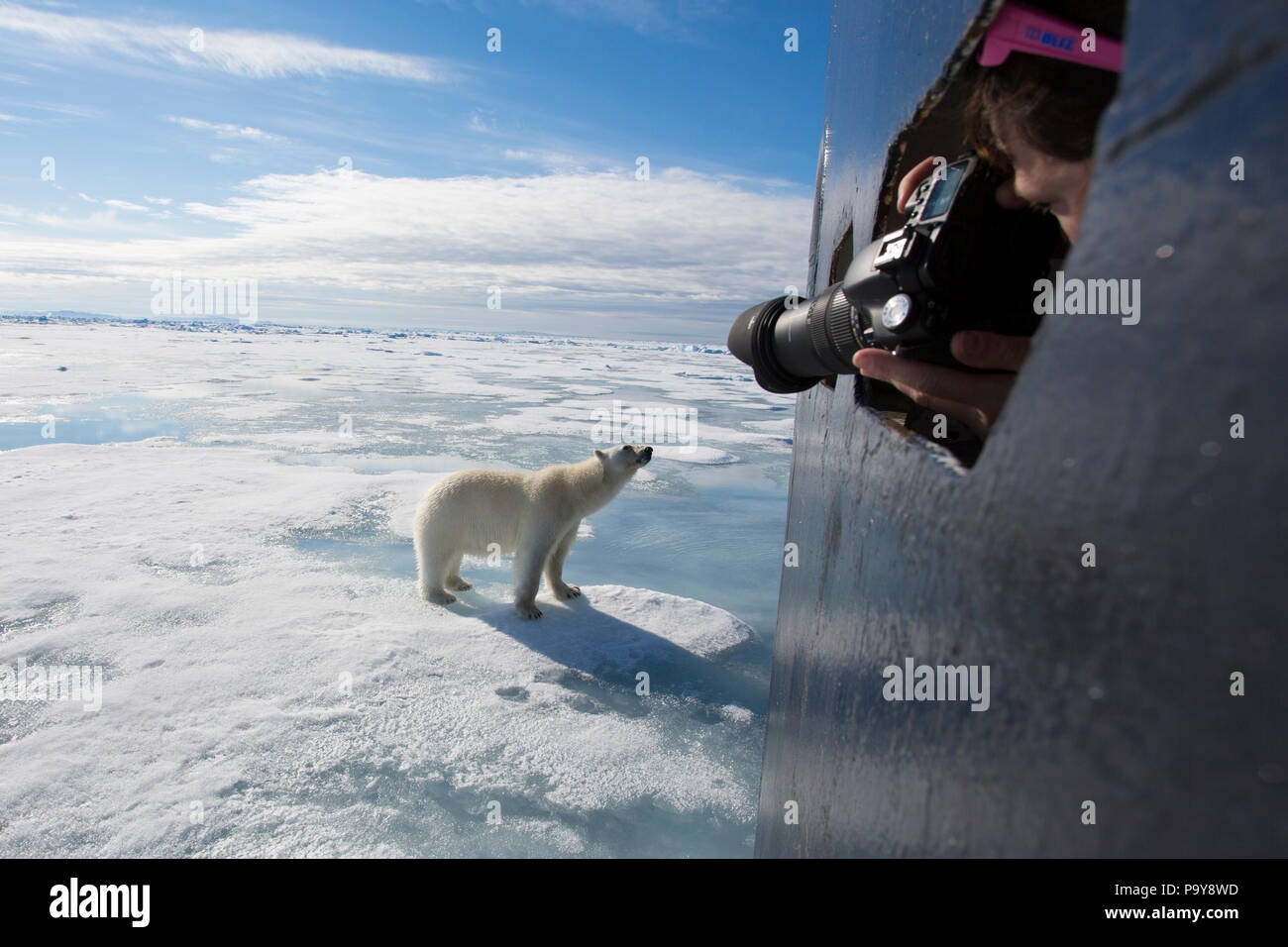 Un orso polare si avvicina ad una nave turistica nell'Oceano Artico, fotografata da una donna a distanza ravvicinata. Foto Stock