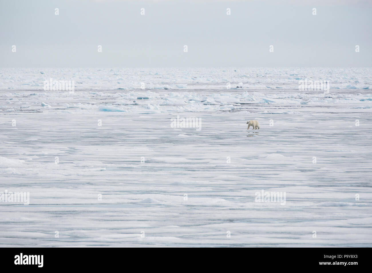 Orso polare camminando sulla congelati Oceano Artico vicino alle Isole Svalbard Foto Stock
