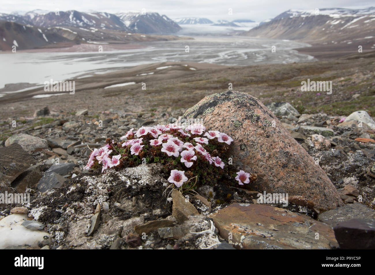 Sassifraga viola (Saxifraga oppositifolia) nel paesaggio artico di Svalbard Foto Stock