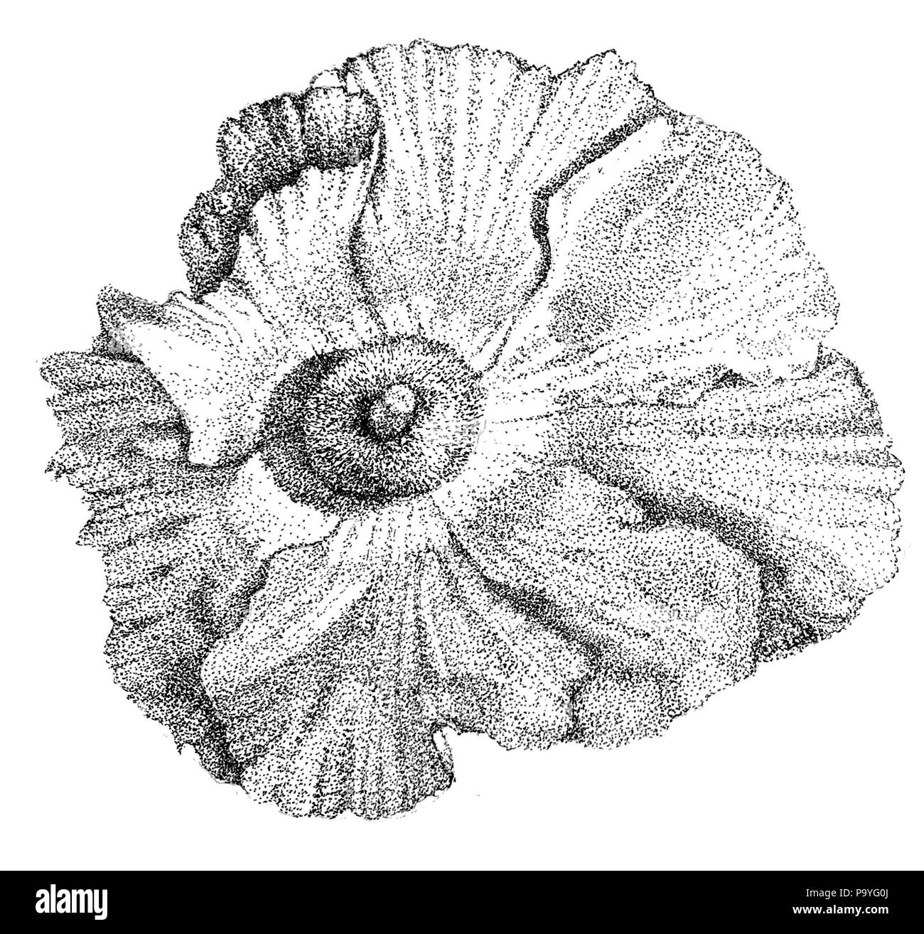 Penna e inchiostro puntinata illustrazione di un papavero Matilija in bianco e nero su carta Foto Stock