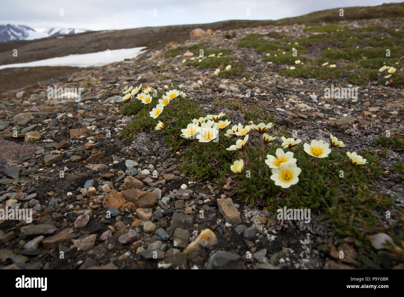 Svalbard flora sulla tundra Foto Stock