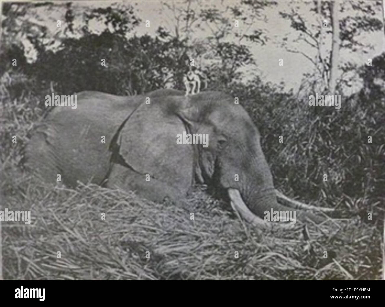 582 Cane su dead elephant Foto Stock