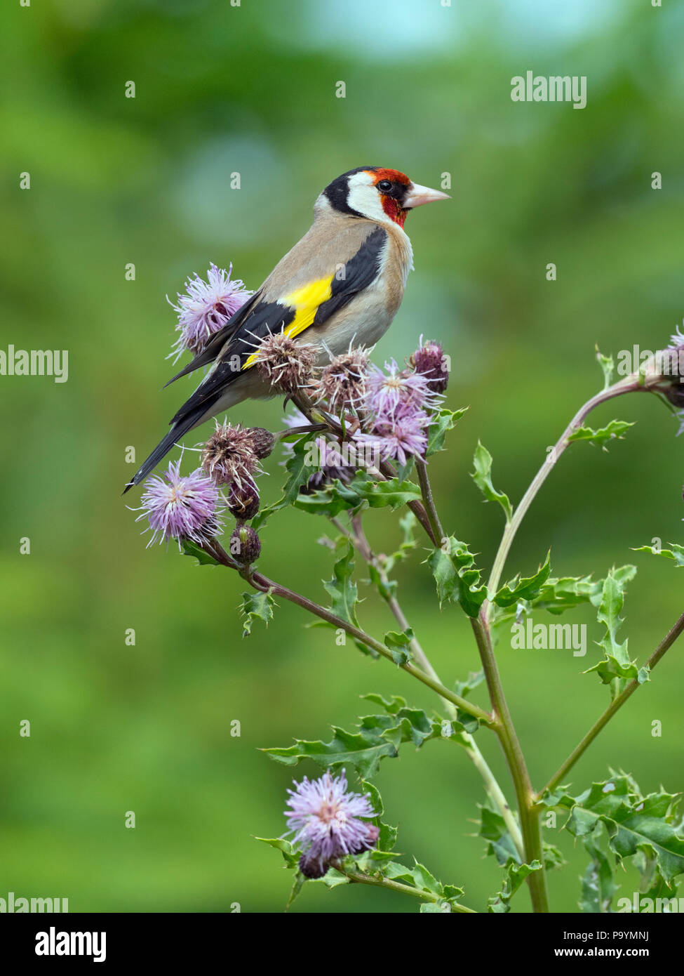 Cardellino Carduelis carduelis su thistle semi Foto Stock