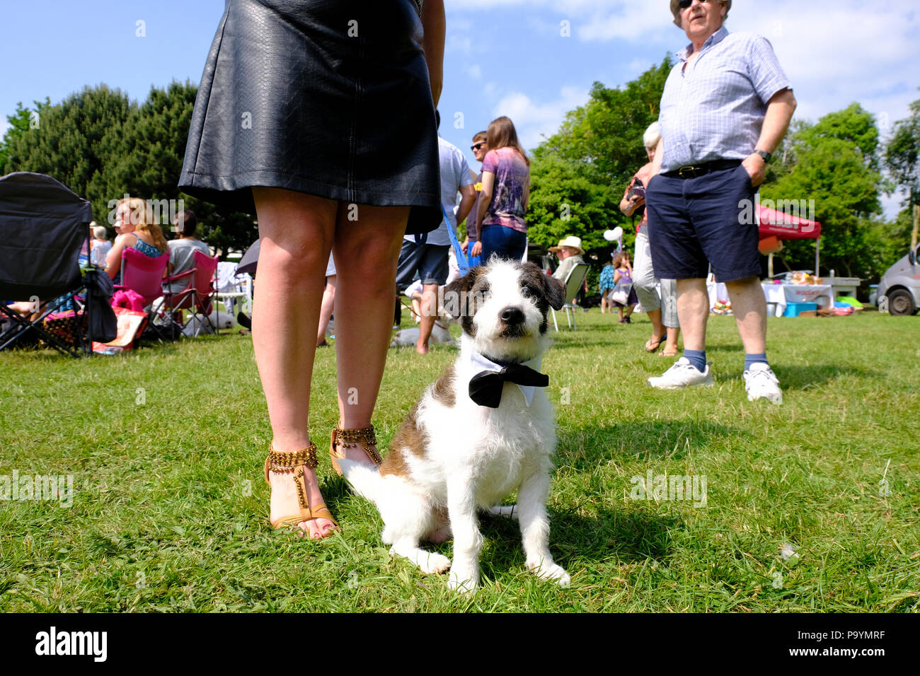 East Preston, West Sussex, Regno Unito. Ben vestito Jack Russell cane in posa per la telecamera in villaggio Dog Show Foto Stock