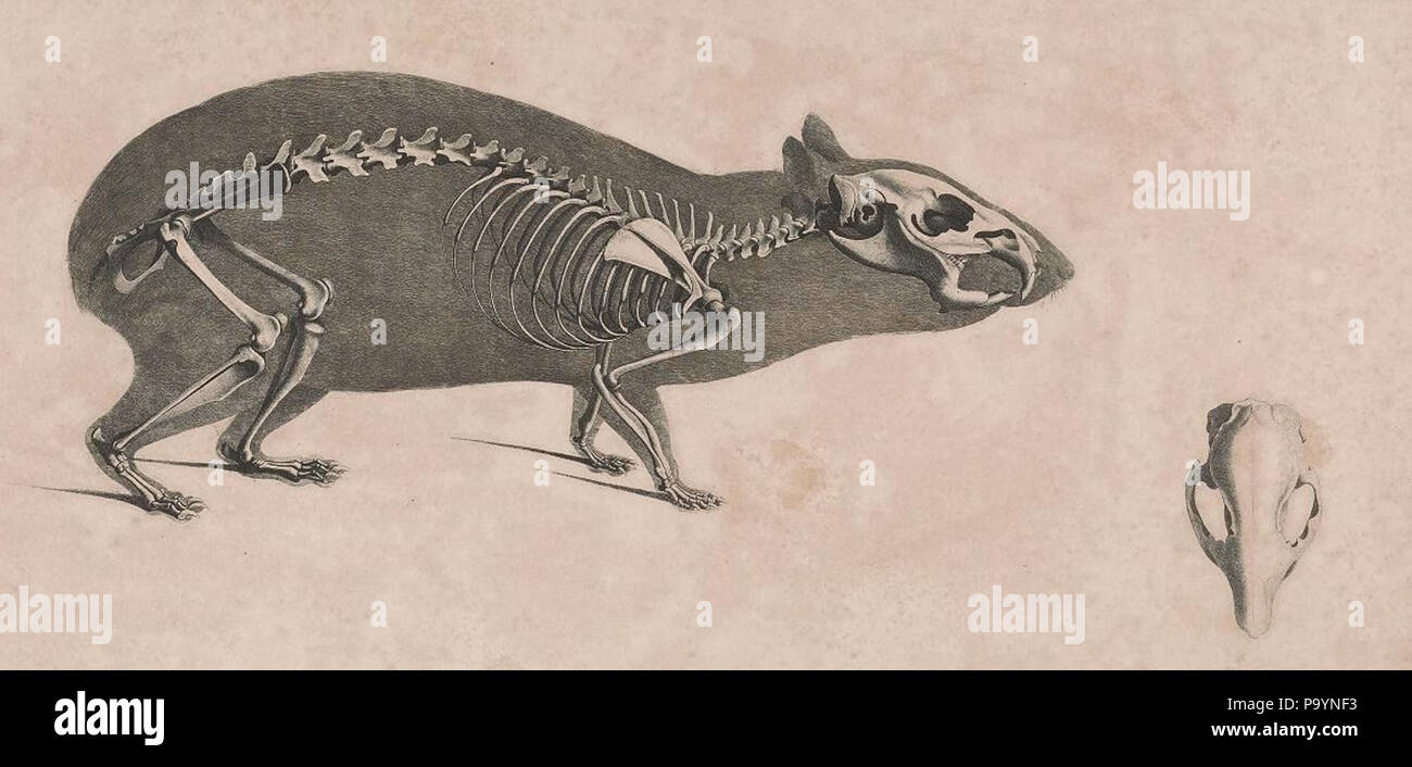 [Die vergleichende Osteologie / Bonn :In Commissione bei Eduard Weber,1821-1838. http://biodiversitylibrary.org/page/40170482 532 Die vergleichende Osteologie (1821) Cavia aperea Foto Stock