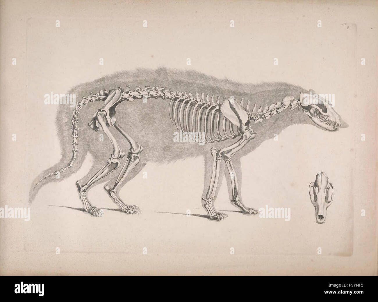 [Die vergleichende Osteologie / Bonn :In Commissione bei Eduard Weber,1821-1838. http://biodiversitylibrary.org/page/40170388 532 Die vergleichende Osteologie (1821) Civettictis civetta Foto Stock