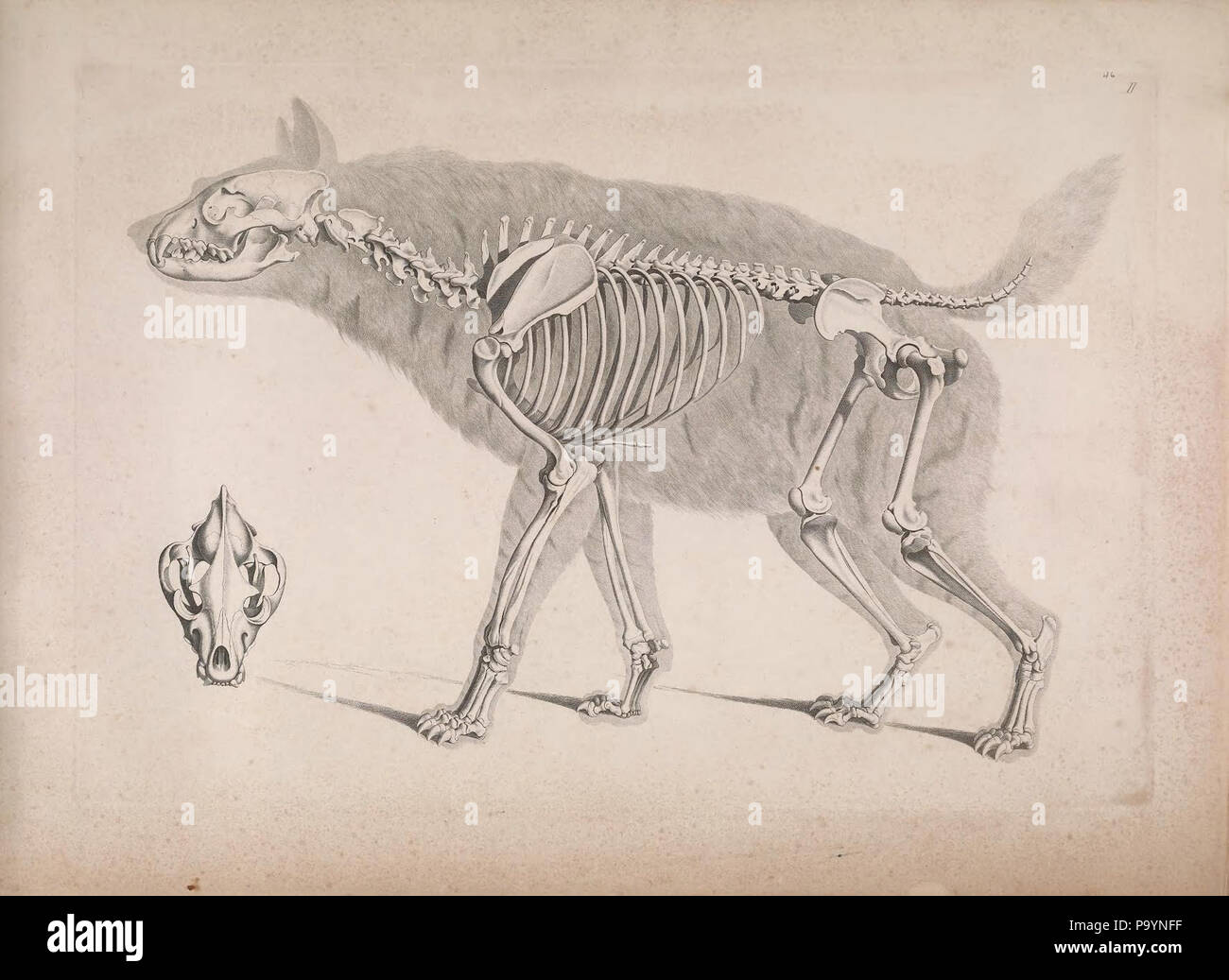 [Die vergleichende Osteologie / Bonn :In Commissione bei Eduard Weber,1821-1838. http://biodiversitylibrary.org/page/40170384 532 Die vergleichende Osteologie (1821) Hyaena hyaena Foto Stock