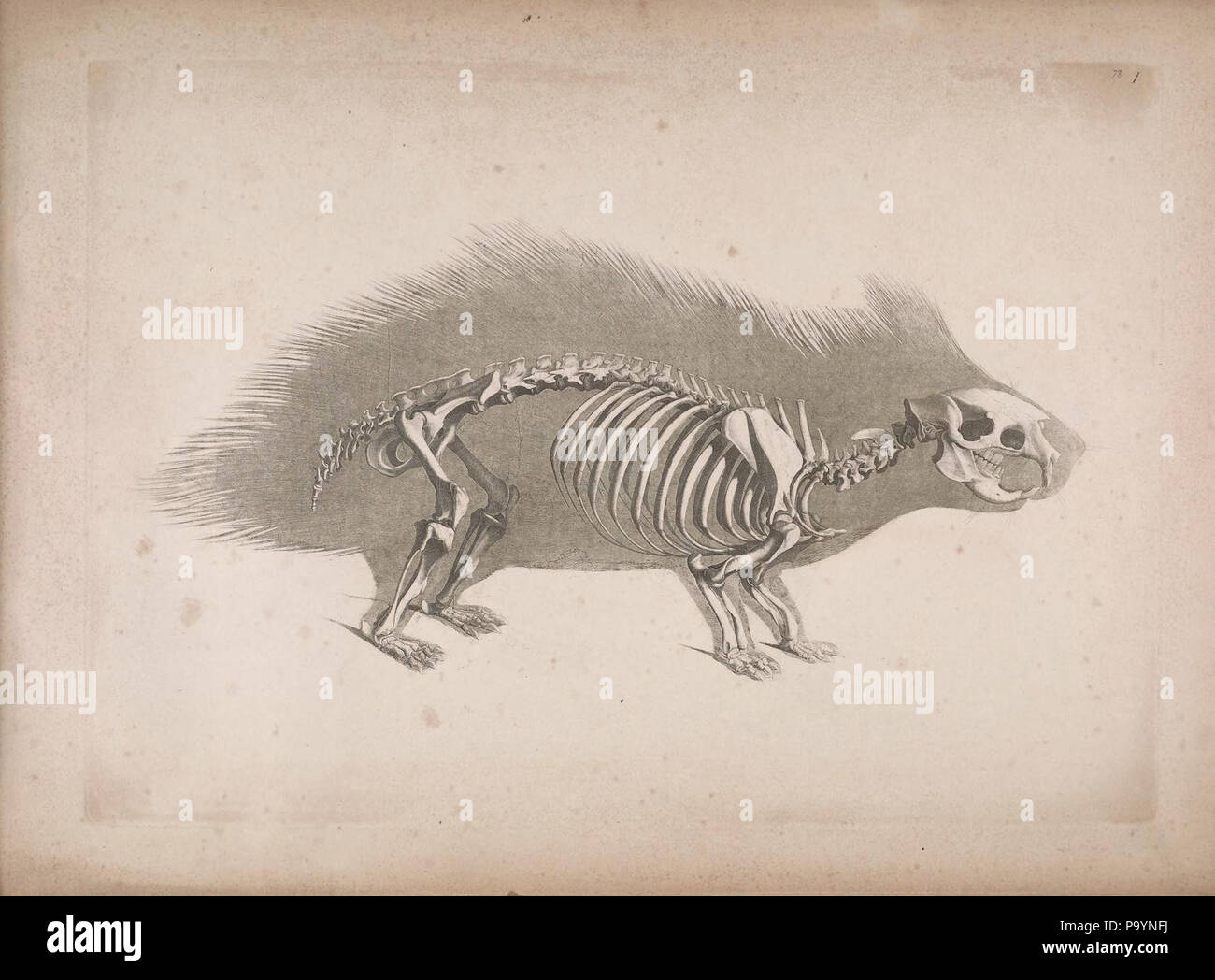 [Die vergleichende Osteologie / Bonn :In Commissione bei Eduard Weber,1821-1838. http://biodiversitylibrary.org/page/40170448 532 Die vergleichende Osteologie (1821) Hystrix cristata Foto Stock