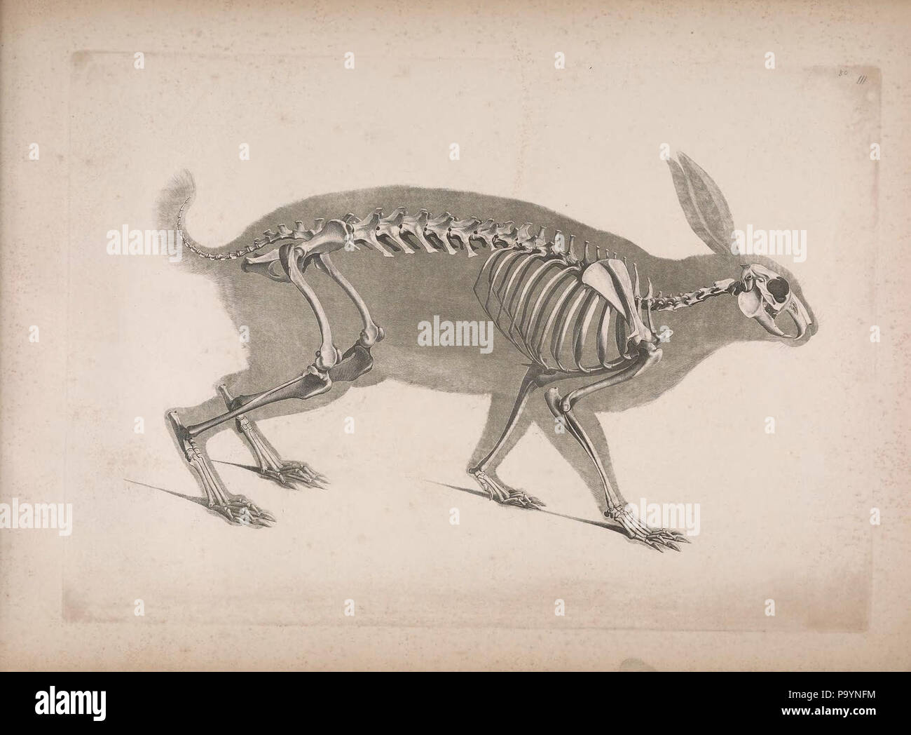 [Die vergleichende Osteologie / Bonn :In Commissione bei Eduard Weber,1821-1838. http://biodiversitylibrary.org/page/40170452 532 Die vergleichende Osteologie (1821) Lepus timidus Foto Stock
