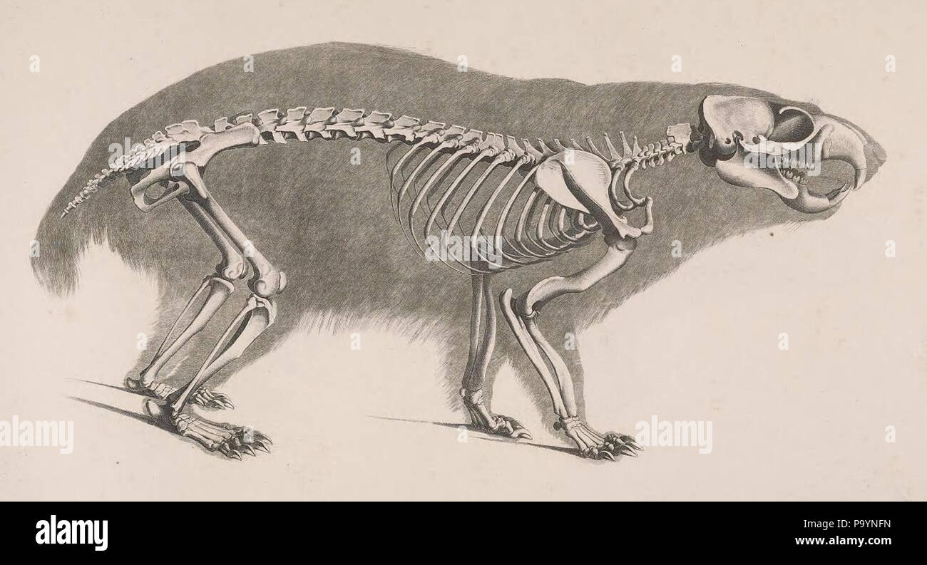 [Die vergleichende Osteologie / Bonn :In Commissione bei Eduard Weber,1821-1838. http://biodiversitylibrary.org/page/40170458 532 Die vergleichende Osteologie (1821) Marmota marmota Foto Stock