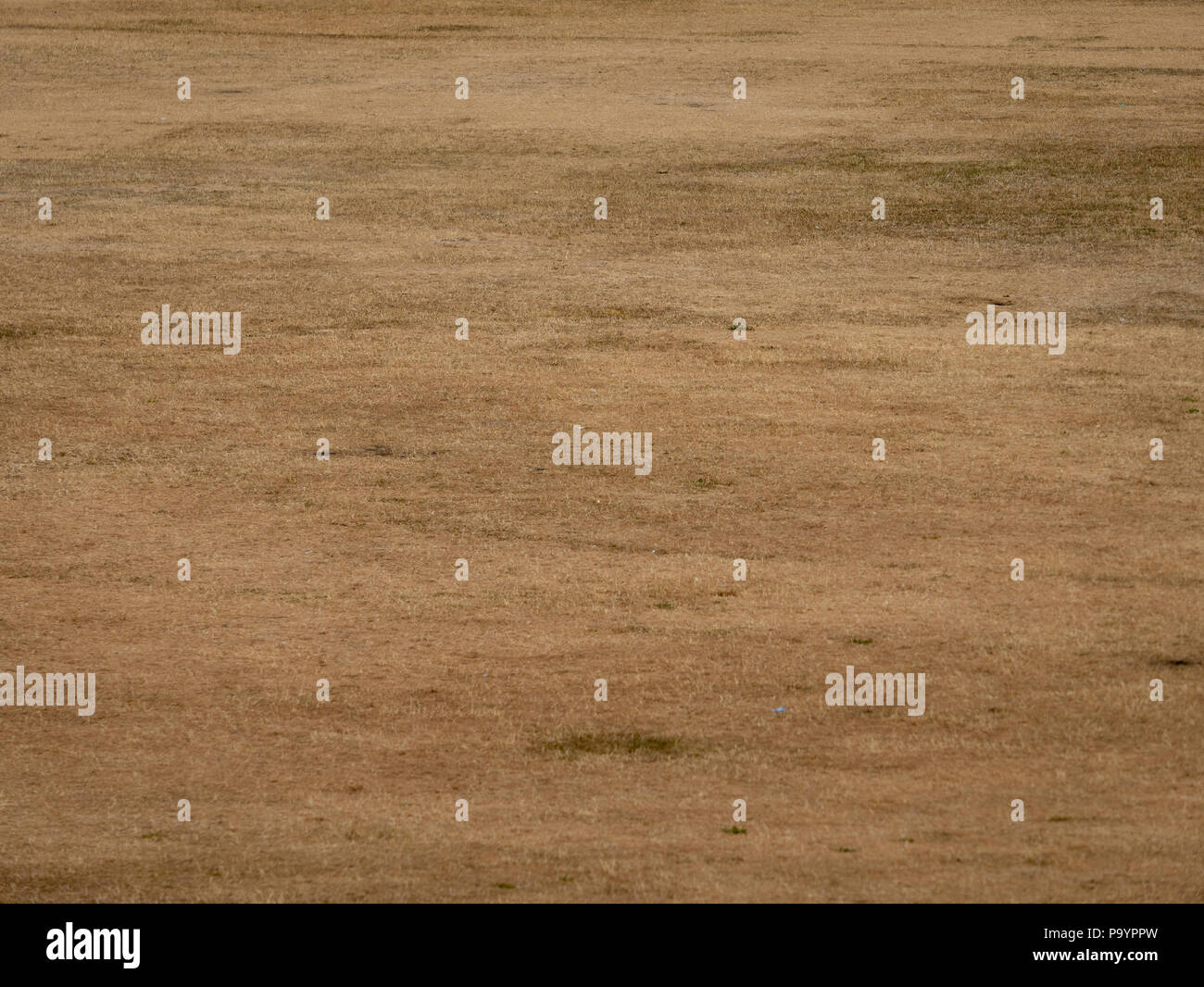 Marrone e secca del campo di erba in un parco pubblico a causa di estreme condizioni atmosferiche calde Foto Stock