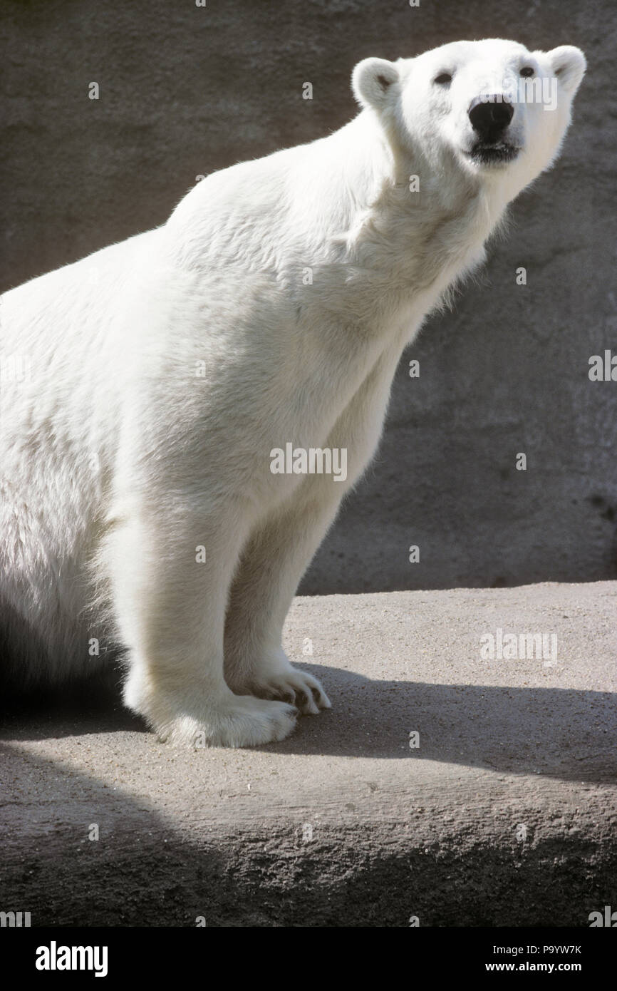 Anni ottanta orso polare Ursus maritimus guardando telecamera - kz2563 SPE001 HARS LONE STARE CATTIVITÀ PREDATOR aggressivo artiglio artico grande mammifero orso polare pongono URSUS MARITIMUS AGGRESSIONE BRUIN ARTIGLIATO FAUNA PELOSO URSINE curioso Foto Stock