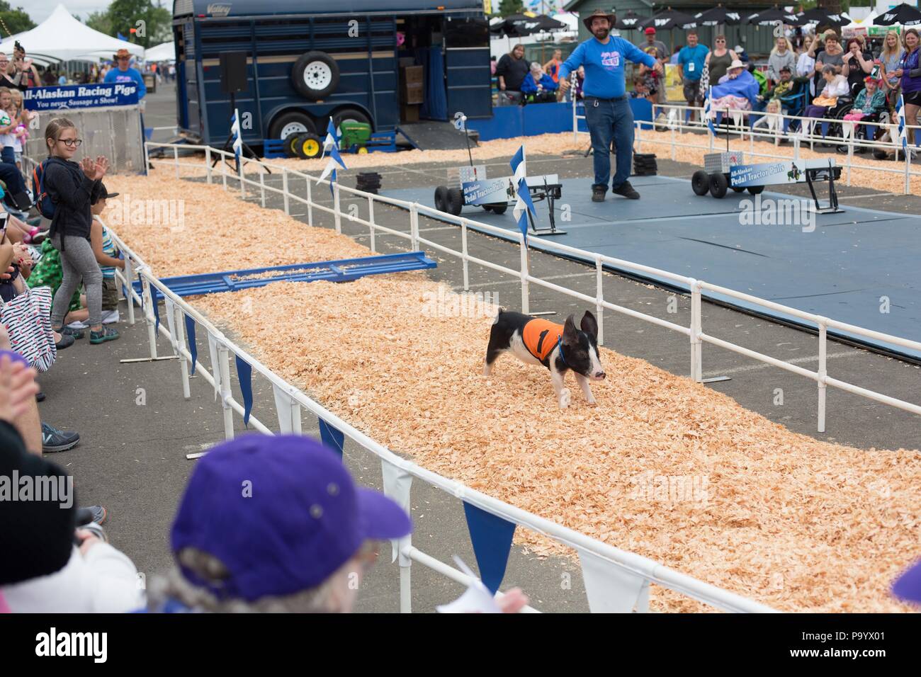 Un maiale in esecuzione in una gara di maiale dopo saltando un ostacolo al Lane County Fair di Eugene, Oregon, Stati Uniti d'America. Foto Stock