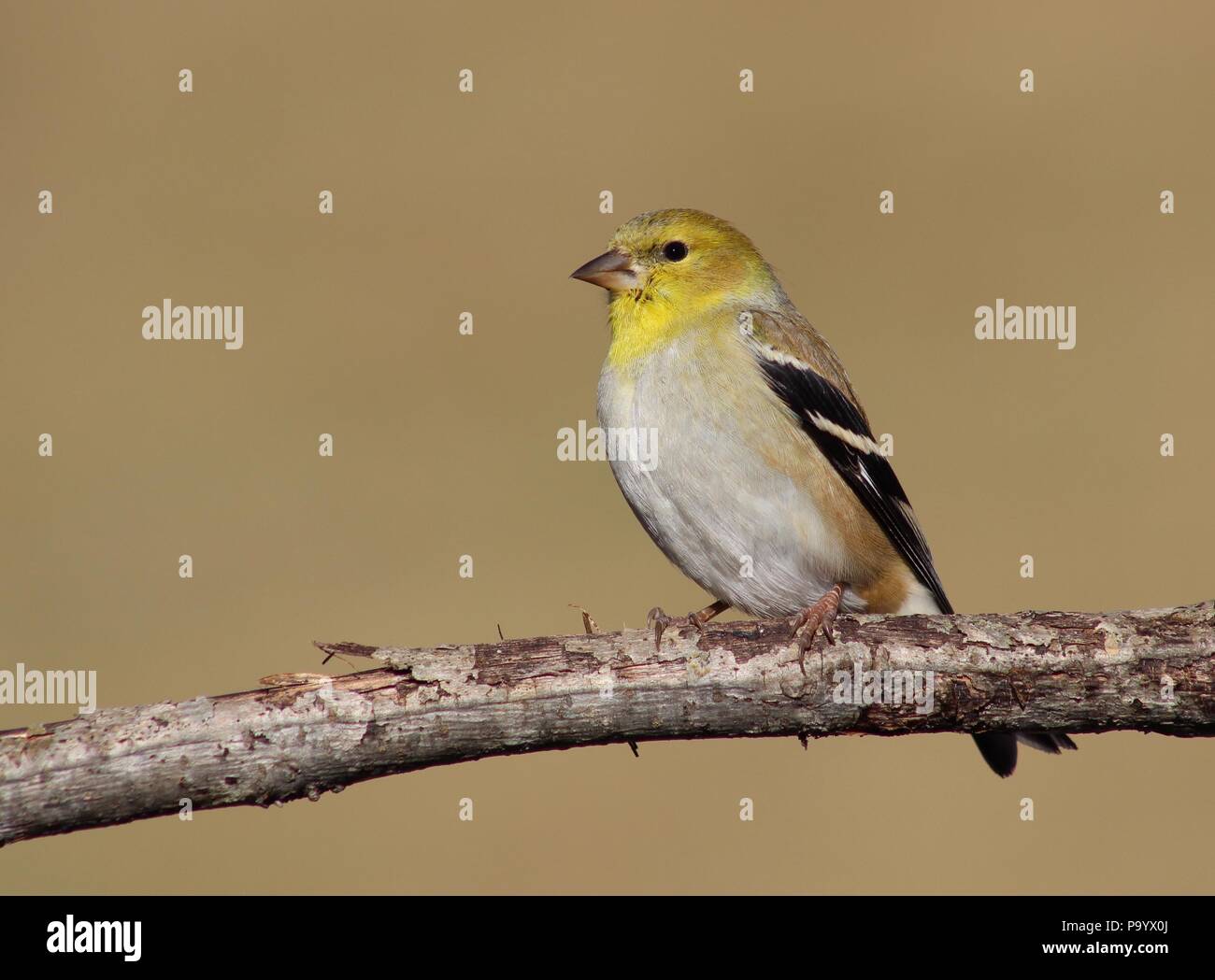 American Cardellino appollaiate sul ramo di albero Foto Stock