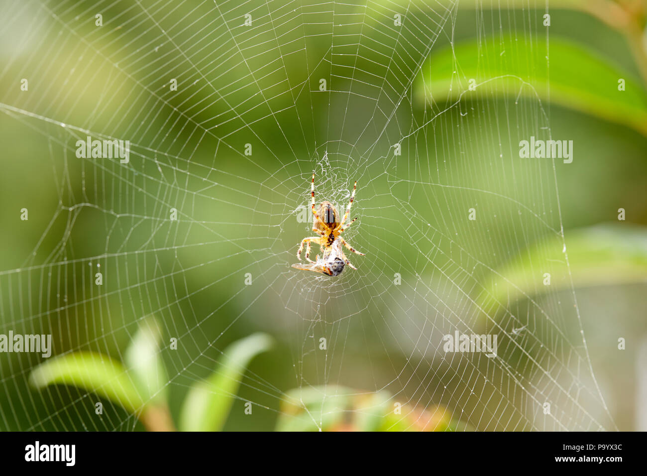 Un giardino spider (Araneus diadematus) e catturato wasp. Foto Stock