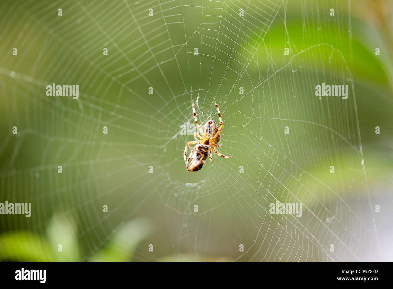 Un giardino spider (Araneus diadematus) e catturato wasp. Foto Stock