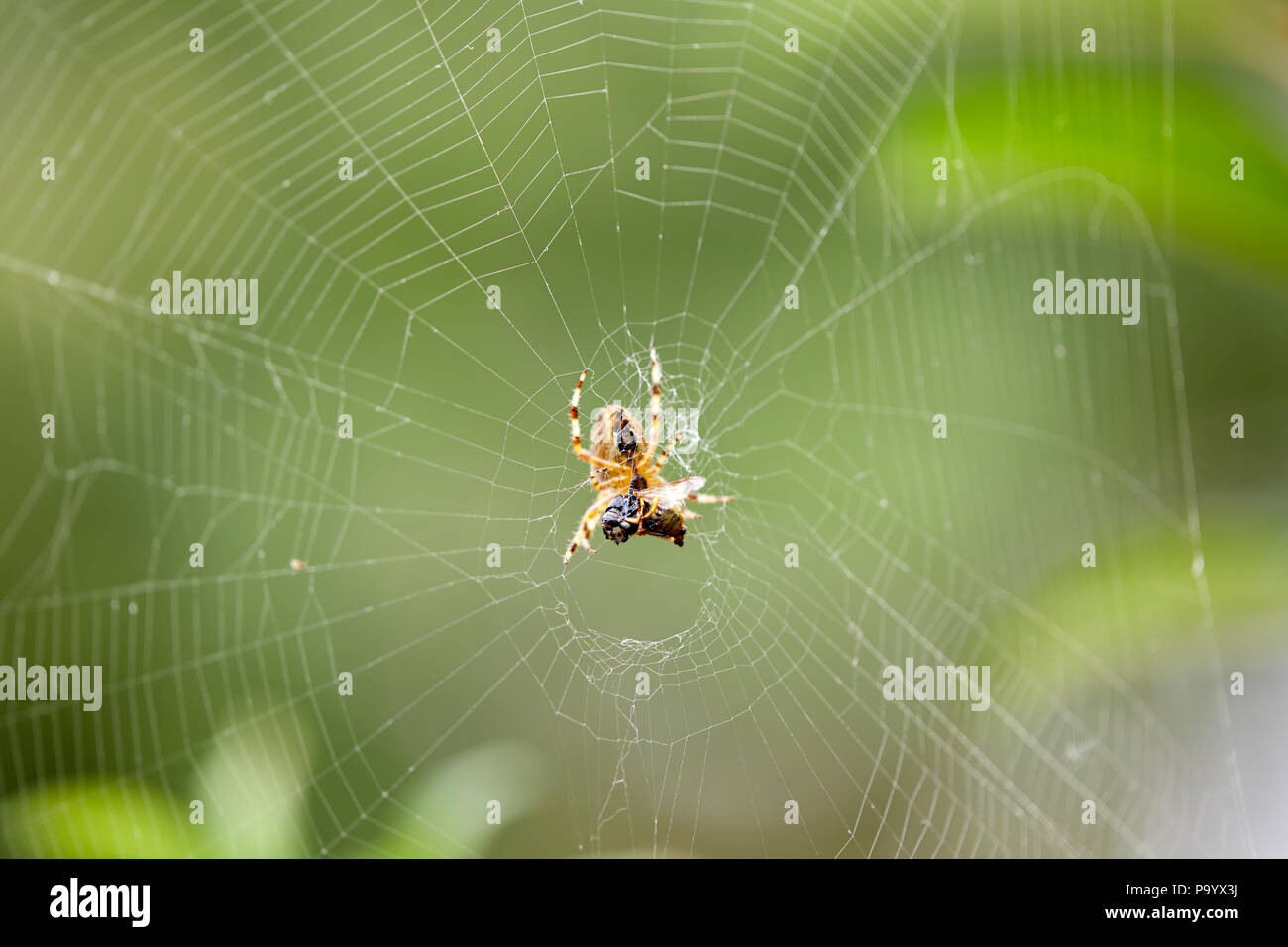 Un giardino spider (Araneus diadematus) e catturato wasp. Foto Stock