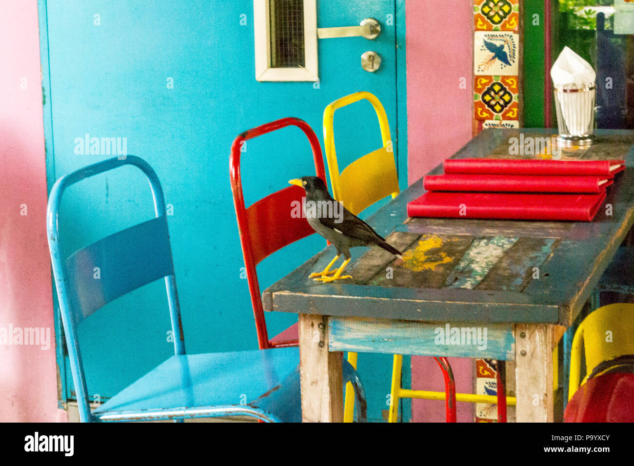 Black Bird sul tavolo con sedie colorate Foto Stock