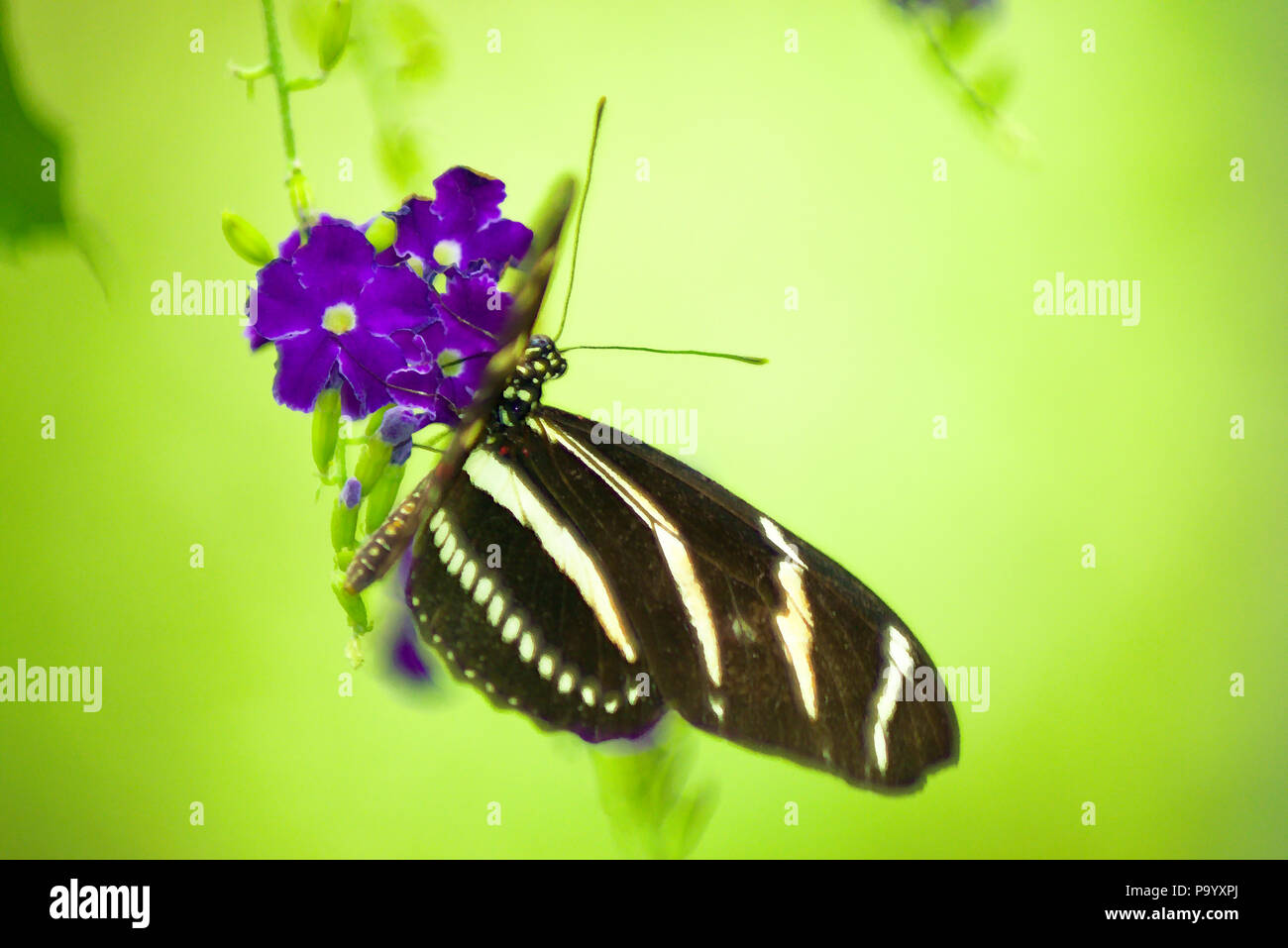 Una zebra Longwing farfalla su un fiore Foto Stock