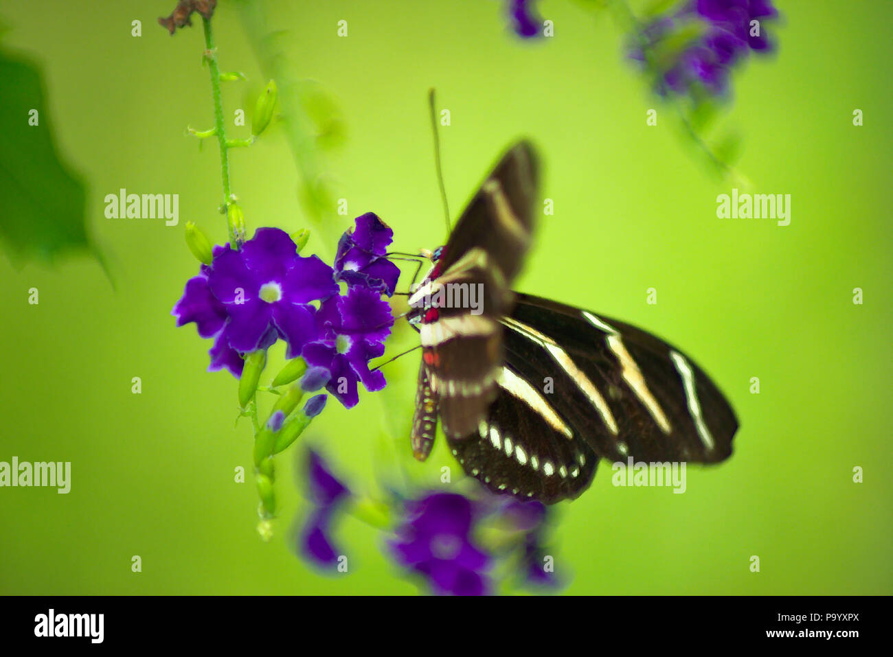 Una zebra Longwing farfalla su un fiore Foto Stock