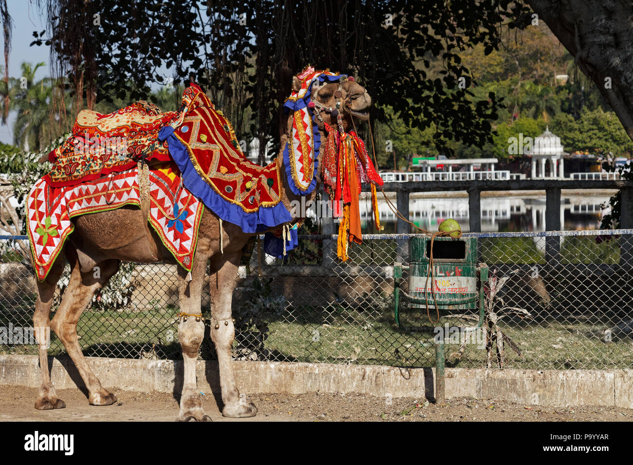 Un cammello tutto vestito di prendere per un giro in Udaipur, Rajasthan, India Foto Stock