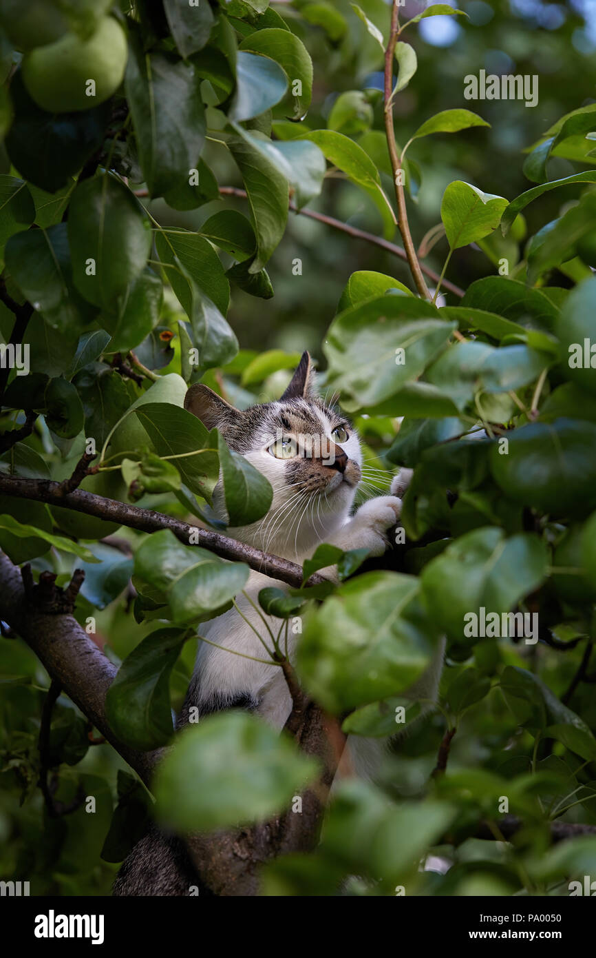 Giovani cute cat climbing la struttura ad albero nel giardino. Foto Stock