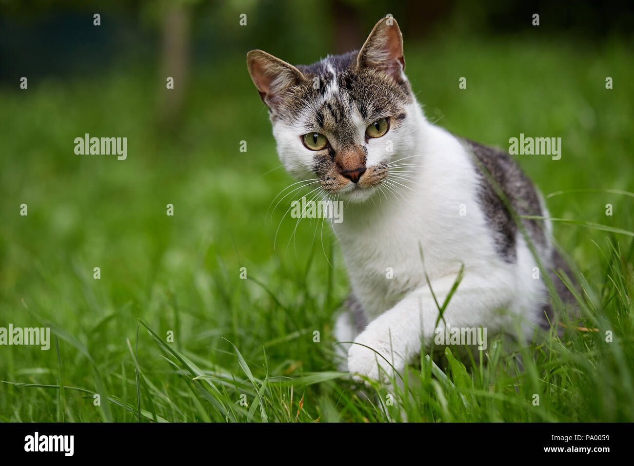 Cute cat guardando la fotocamera. Luce naturale. Il gatto domestico nell'erba. Foto Stock
