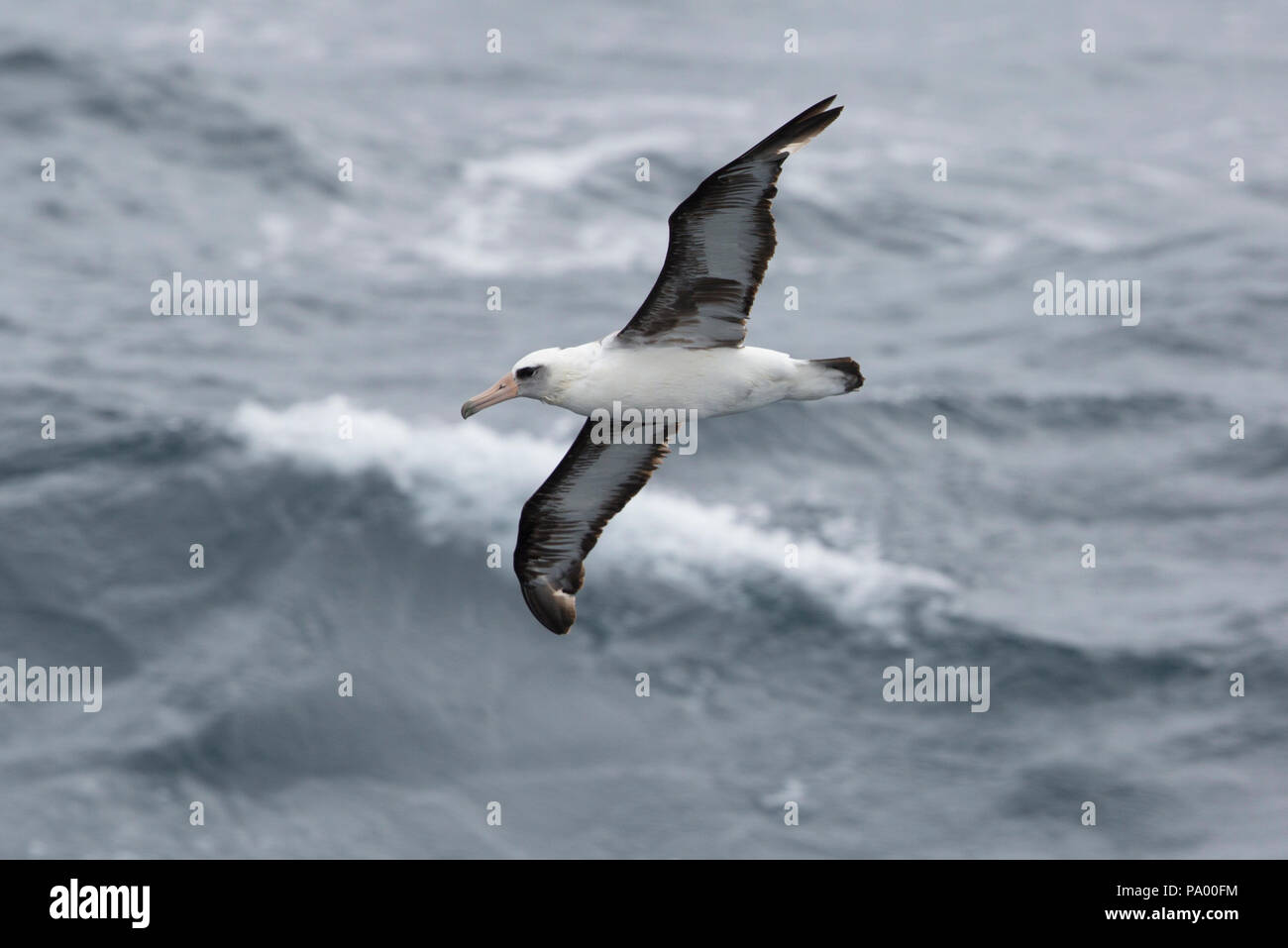 Laysan Albatross, isole Aleutian, Alaska Foto Stock