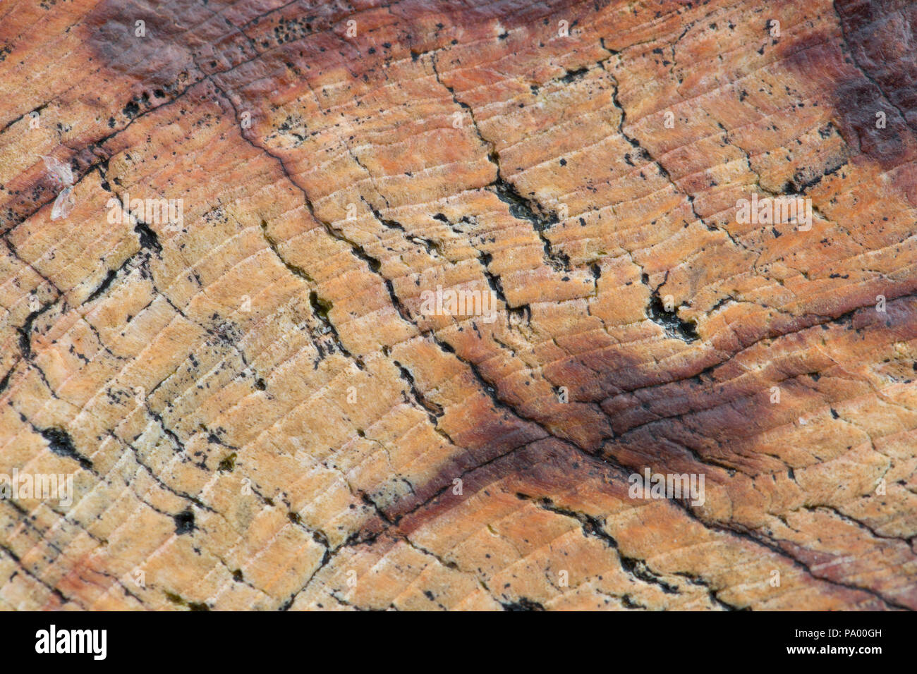 Close up di un Legno pietrificato deposito, da 25 milioni di anni fa, Unga Isola, Alaska Foto Stock