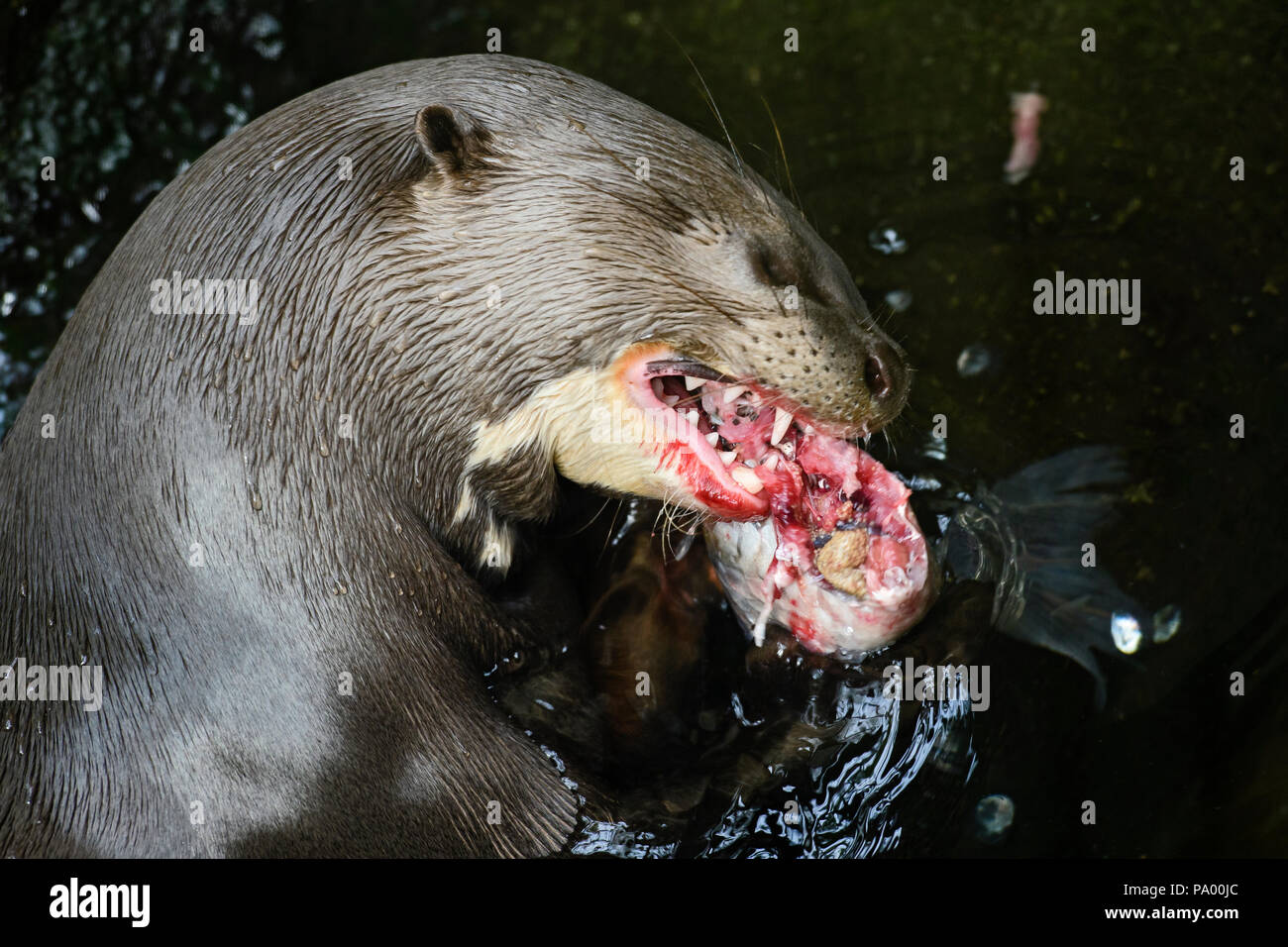Lontra gigante - Pteronura brasiliensis, grande acqua fresca carnivoro da South American fiumi. Foto Stock