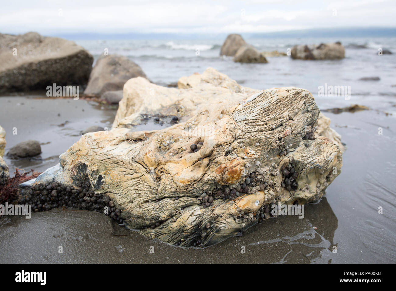 Legno pietrificato deposito, da 25 milioni di anni fa, Unga Isola, Alaska Foto Stock