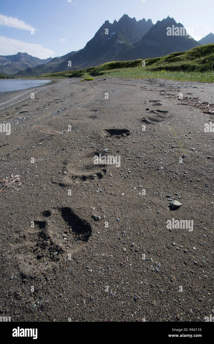 Orso bruno tracce su una spiaggia in Kamchatka Foto Stock