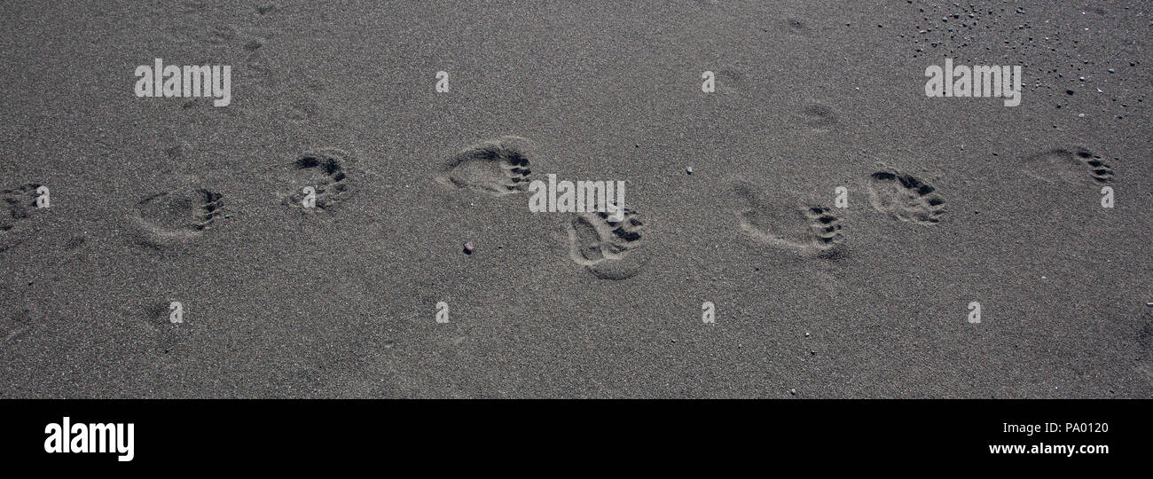 Orso bruno tracce su una spiaggia in Kamchatka Foto Stock