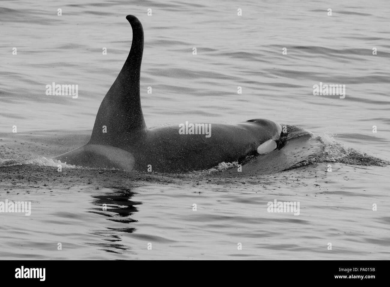Killer Whale o Orca (Orcinus orca), Russia Orientale Foto Stock